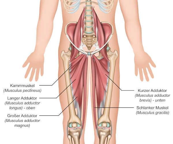 Adduktoren