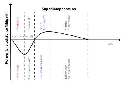 Stufen-Modell der Superkompensation