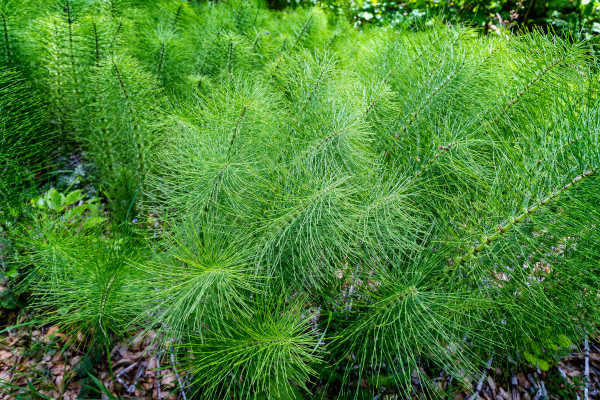 Ackerschachtelhalm im Garten