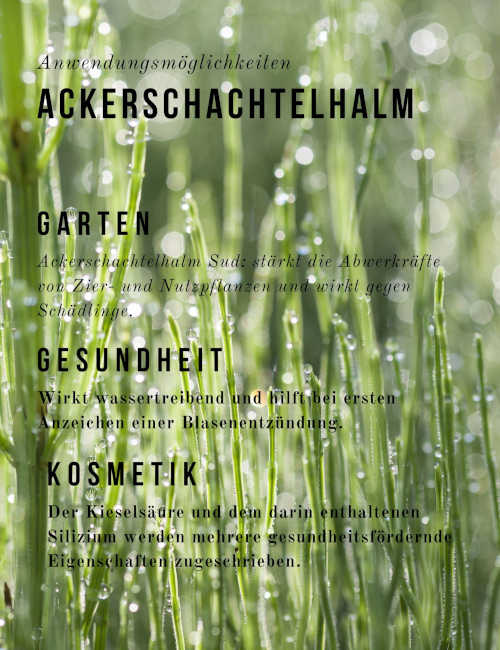 Ackerschachtelhalm Verwendung